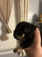 Street Legendz Kennel, a female American Bully for sale in Camden, NJ – 6 of 10