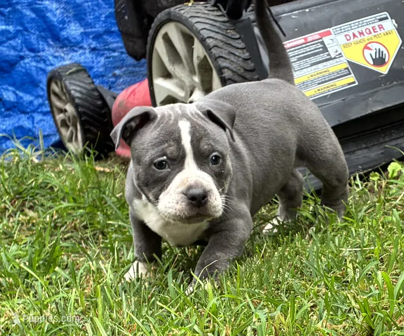 Blue Ivy – American Bully puppy for sale in Camden, NJ
