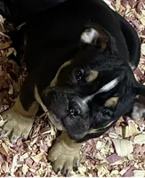 Tri Me, a male American Bully for sale in Camden, NJ – 2 of 6