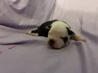 Lil 8, a female American Bully for sale in Camden, NJ – 3 of 3
