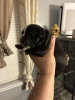 Medusa , a female American Bully for sale in Camden, NJ – 4 of 4