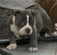 Blue Ivy, a female American Bully for sale in Camden, NJ – 2 of 2