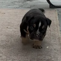 Tri Me, a male American Bully for sale in Camden, NJ – 6 of 6