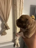 Street Legendz Kennel, a female American Bully for sale in Camden, NJ – 5 of 10