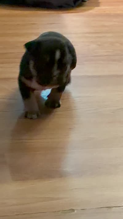 Tri Me, a male American Bully for sale in Camden, NJ – 5 of 6