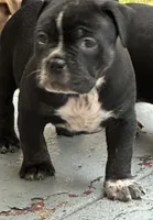 Medusa , a female American Bully for sale in Camden, NJ – 3 of 3
