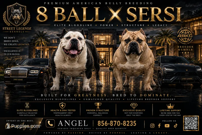 Street Legendz Kennel – American Bully puppy for sale in Camden, NJ