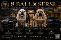 Street Legendz Kennel, a female American Bully for sale in Camden, NJ – 1 of 10