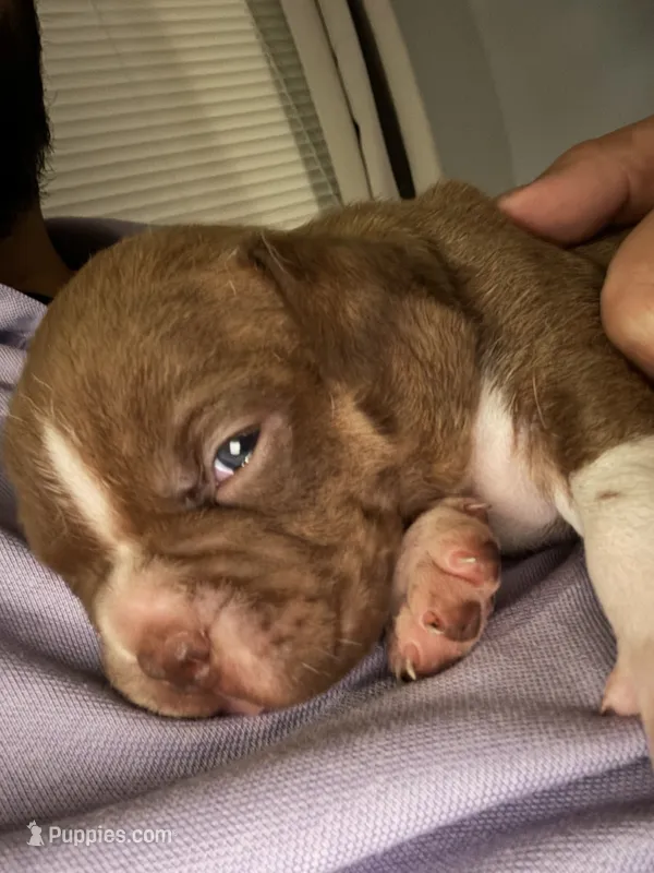 Coco  – American Bully puppy for sale in Camden, NJ