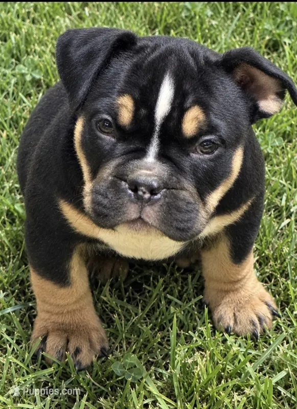 Tri Me – American Bully puppy for sale in Camden, NJ