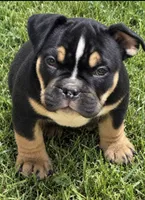Tri Me, a male American Bully for sale in Camden, NJ – 1 of 6