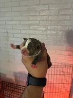 Blue Ivy, a female American Bully for sale in Camden, NJ – 3 of 3