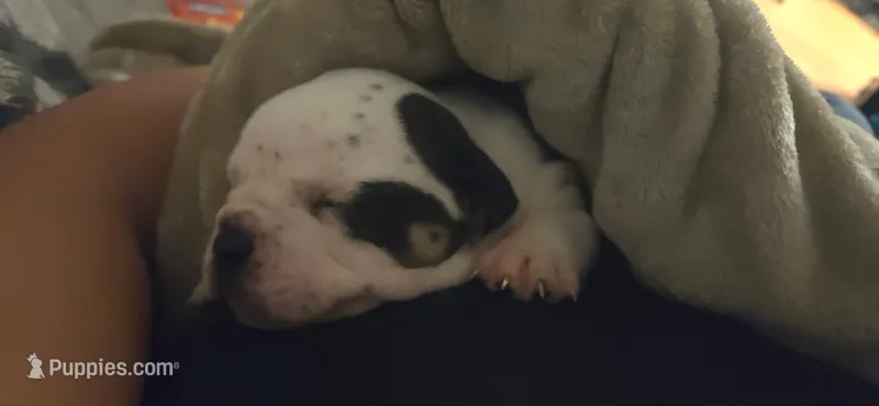 Lil 8 – American Bully puppy for sale in Camden, NJ