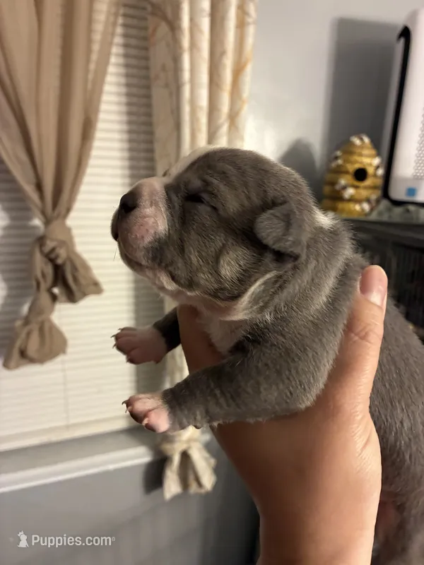 Blue Ivy – American Bully puppy for sale in Camden, NJ