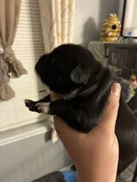 Street Legendz Kennel, a female American Bully for sale in Camden, NJ – 8 of 10