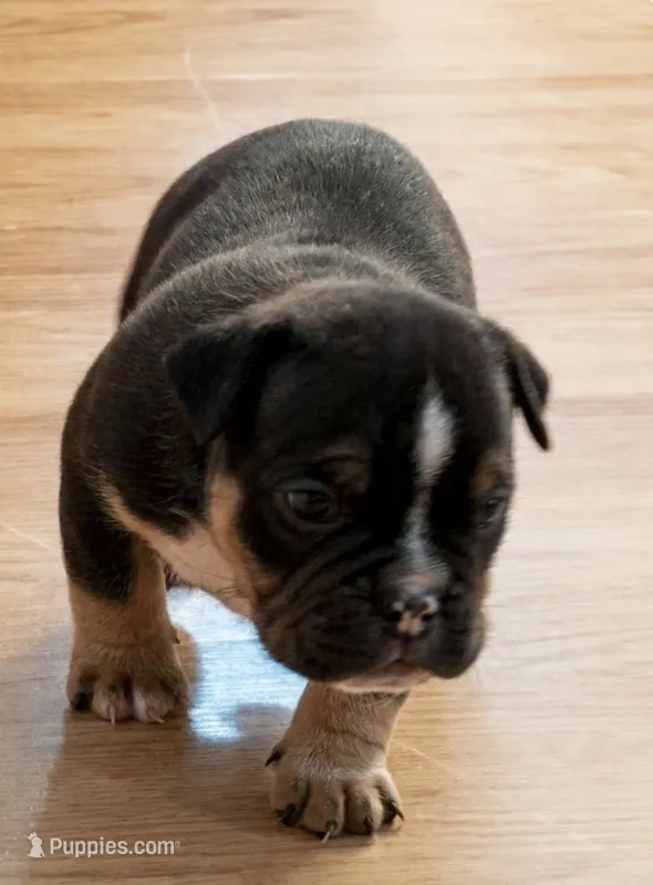 Tri Pod – American Bully puppy for sale in Camden, NJ