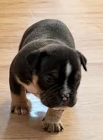 Tri Me, a male American Bully for sale in Camden, NJ – 4 of 6