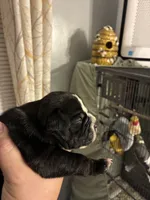 Medusa , a female American Bully for sale in Camden, NJ – 3 of 4