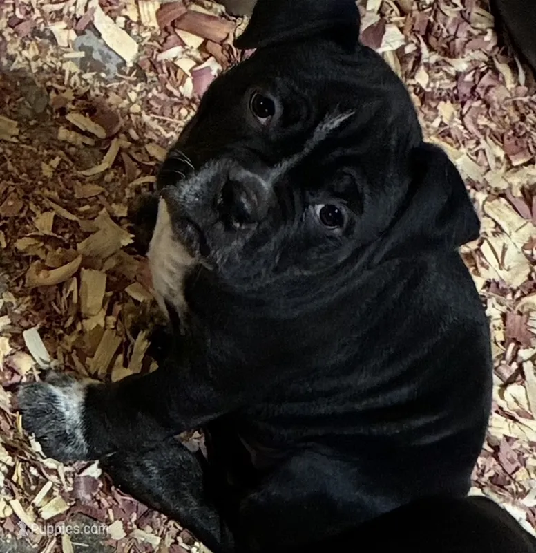 Medusa  – American Bully puppy for sale in Camden, NJ
