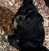 Medusa , a female American Bully for sale in Camden, NJ – 1 of 3