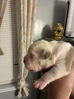 Avalanche , a male American Bully for sale in Camden, NJ – 3 of 8