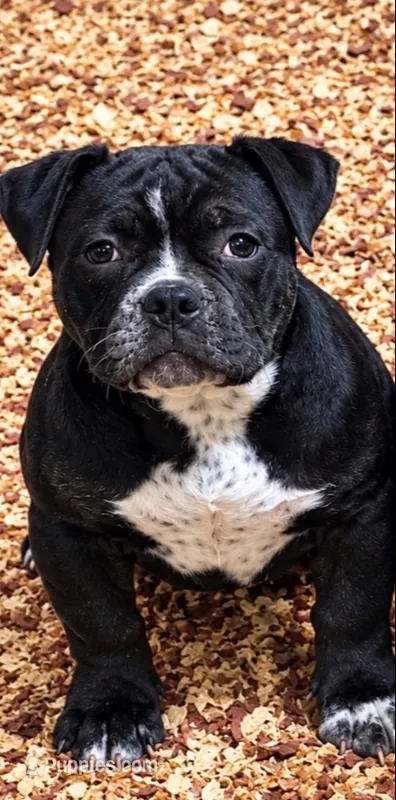 Medusa  – American Bully puppy for sale in Camden, NJ