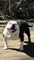 Avalanche , a male American Bully for sale in Camden, NJ – 8 of 8