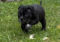Medusa , a female American Bully for sale in Camden, NJ – 2 of 3