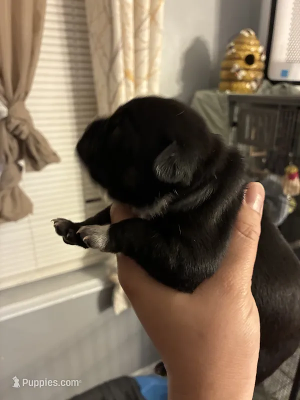 Medusa  – American Bully puppy for sale in Camden, NJ