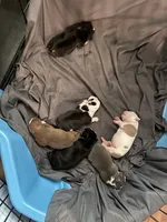 Street Legendz Kennel, a female American Bully for sale in Camden, NJ – 3 of 10