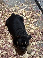 Tri Me, a male American Bully for sale in Camden, NJ – 3 of 6