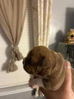Coco , a female American Bully for sale in Camden, NJ – 2 of 3
