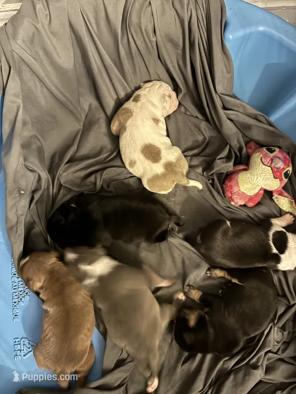 Avalanche  – American Bully puppy for sale in Camden, NJ