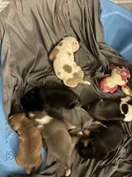 Avalanche , a male American Bully for sale in Camden, NJ – 1 of 8
