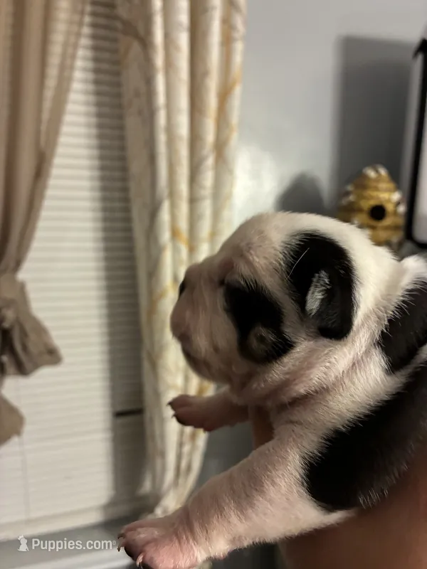 Lil 8 – American Bully puppy for sale in Camden, NJ