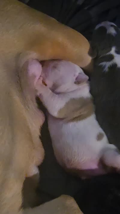 Street Legendz Kennel, a female American Bully for sale in Camden, NJ – 7 of 10