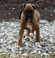 processed/607c4774-8710-420a-ab7d-6d0cafbe4036/listing/2c51c751-f2eb-47e0-a535-6727464c2617/fc959907-1af0-4dc0-8deb-5a02d9368d65