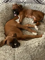 processed/607c4774-8710-420a-ab7d-6d0cafbe4036/listing/37d6e2b3-0957-4879-ab43-a40a6455fab1/78c2d3a1-03e7-45ca-94b6-52782b2c025a