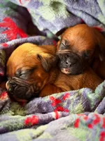 processed/607c4774-8710-420a-ab7d-6d0cafbe4036/listing/6f33cce3-a19a-4e9f-b85e-eefec06471de/2f2591f9-c33a-470c-a000-699b335538f6