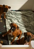 processed/607c4774-8710-420a-ab7d-6d0cafbe4036/listing/6f33cce3-a19a-4e9f-b85e-eefec06471de/a3b607ec-dcdb-4e3a-b05d-98c35ba26323