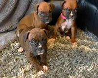 processed/607c4774-8710-420a-ab7d-6d0cafbe4036/listing/d8f24ff9-11f1-4289-9b3b-e9bf6817f6d8/6b166ca9-f8ff-409f-a136-be50bfd5a248