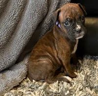 processed/607c4774-8710-420a-ab7d-6d0cafbe4036/listing/d8f24ff9-11f1-4289-9b3b-e9bf6817f6d8/c032e3ef-cbdb-4cdb-931f-0eb7cf799c02