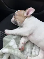 Star, a female French Bulldog for sale in Orlando, FL – 3 of 4
