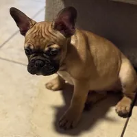 JR, a male French Bulldog for sale in Orlando, FL – 2 of 3