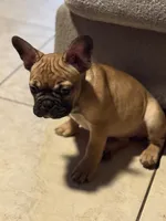 JR, a male French Bulldog for sale in Orlando, FL – Photo 2 of 3