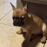JR, a male French Bulldog for sale in Orlando, FL – 1 of 3