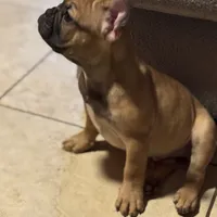 JR, a male French Bulldog for sale in Orlando, FL – 3 of 3