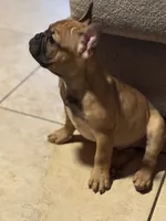 JR, a male French Bulldog for sale in Orlando, FL – Photo 3 of 3