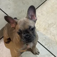Lil Man, a male French Bulldog for sale in Orlando, FL – 2 of 2