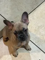 Lil Man, a male French Bulldog for sale in Orlando, FL – Photo 2 of 2